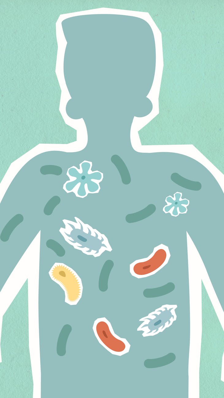 illustration of internal human body- hour our microbiome affects our immunity